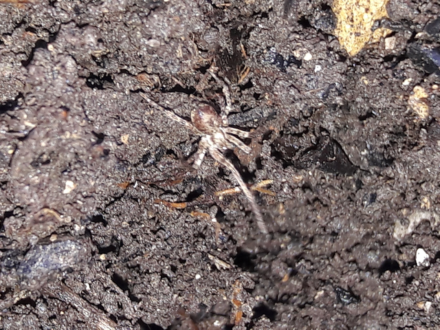Anyphaena accentuata - jegyespók