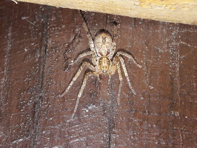Anyphaena accentuata - jegyespók