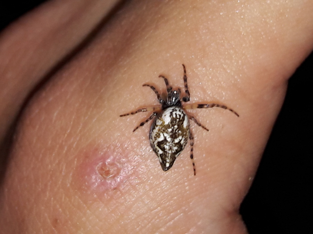 Cyclosa