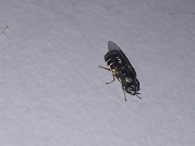 Stratiomyidae - katonalégyfélék