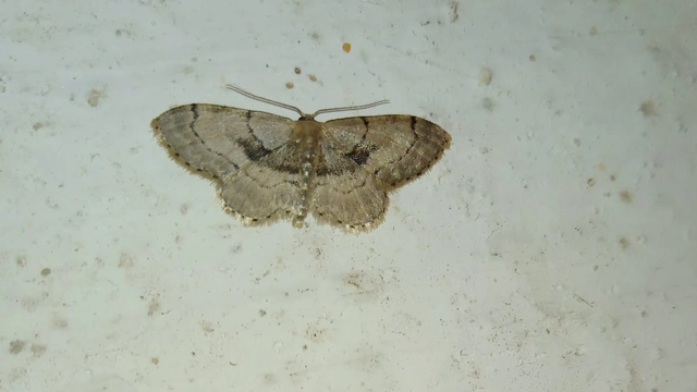 sötétfoltos apróaraszoló - Idaea laevigata