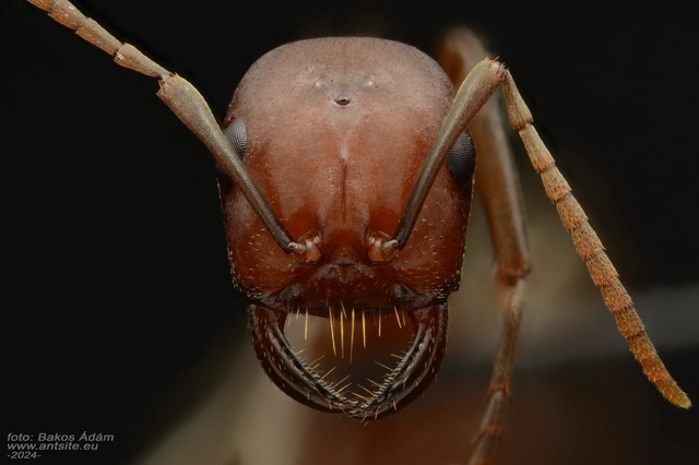Polyergus rufescens - amazonhangya