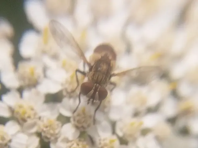 Phasiinae