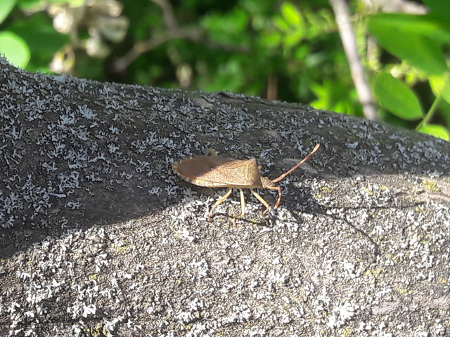 Gonocerus acuteangulatus - aranypetés karimáspoloska