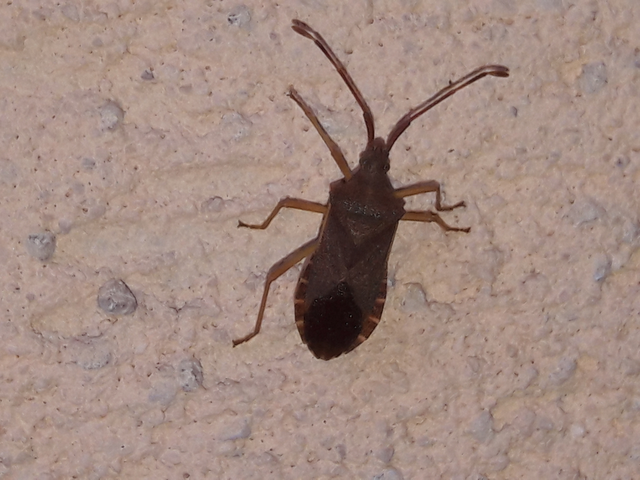 Gonocerus acuteangulatus - aranypetés karimáspoloska