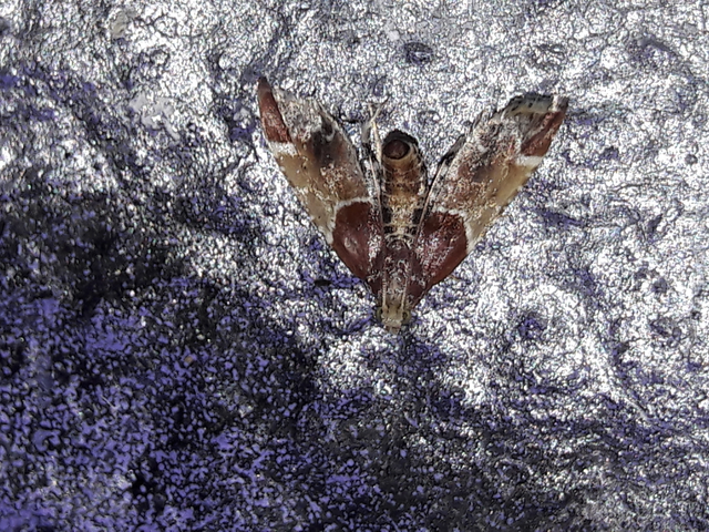 Pyralis farinalis - lisztilonca