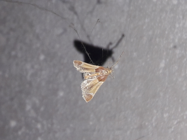 Pyralis farinalis - lisztilonca