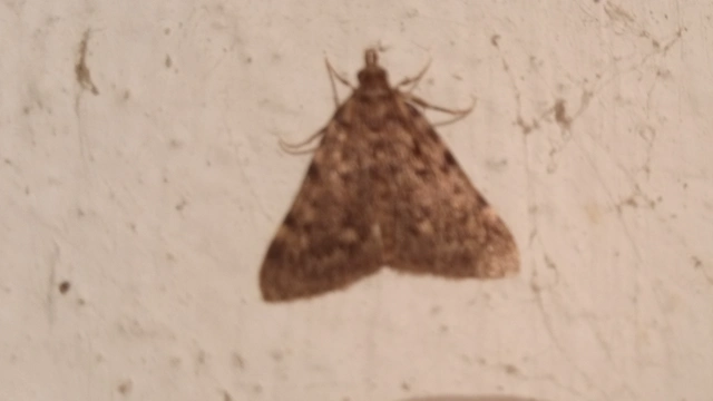 Aglossa pinguinalis - zsiradékmoly