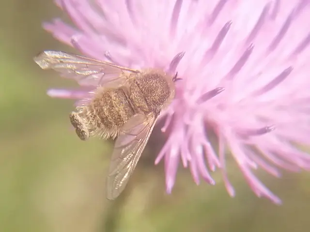 Bombyliidae - pöszörlégyfélék