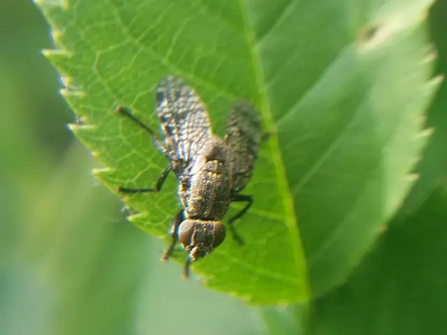 Platystoma