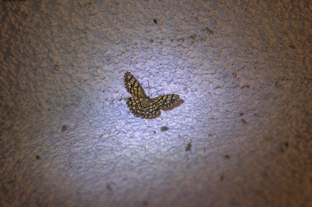 Chiasmia clathrata - rácsos rétiaraszoló