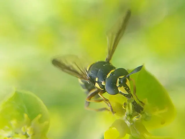 Ceriana conopsoides - nagy hosszúcsápúlégy