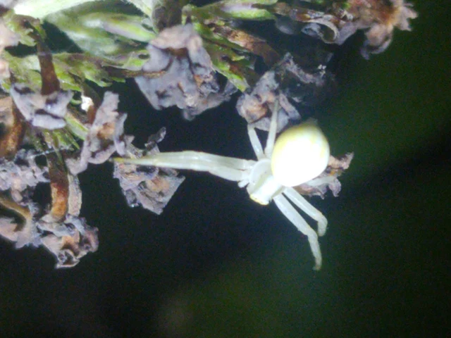 Misumena vatia - viráglakó karolópók