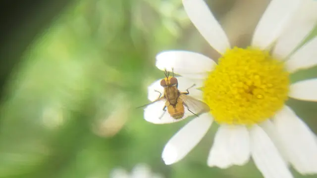 Phasiinae