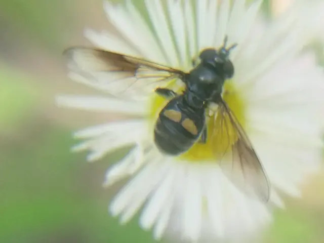 Pipiza