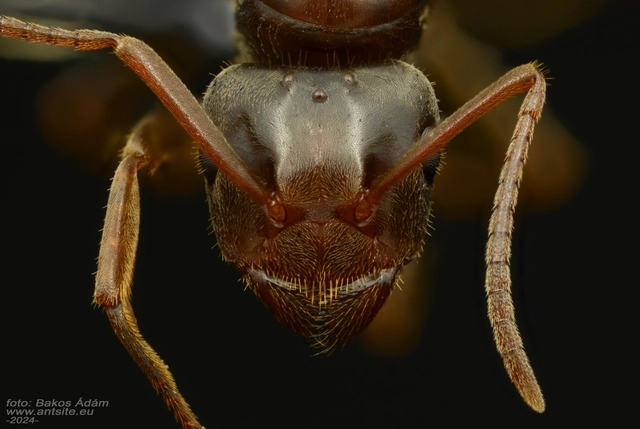 Lasius jensi - sztyeppi borostyánhangya