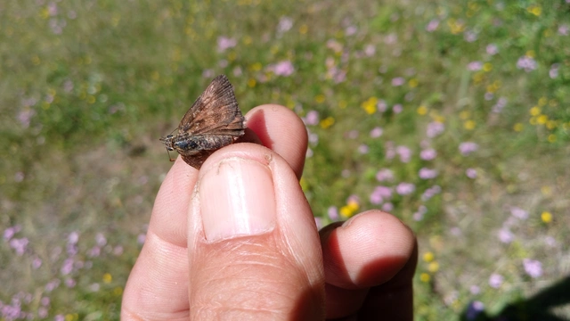Erynnis tages - cigánylepke