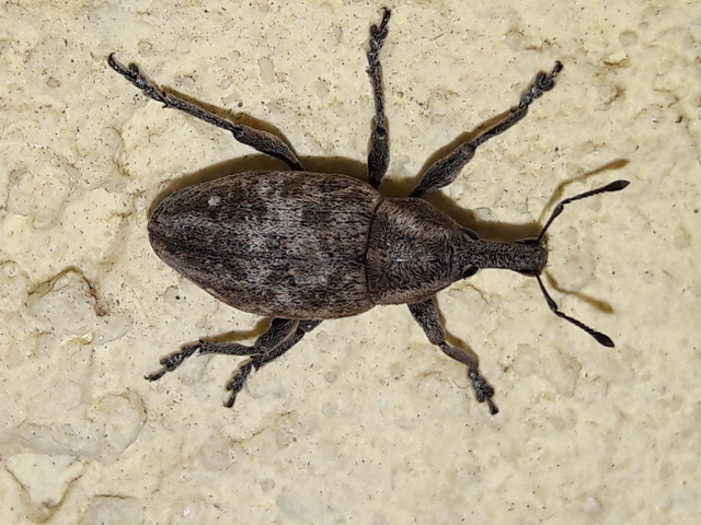 Lepyrus capucinus - pettyes fűzormányos