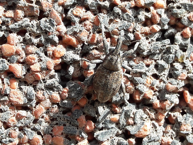 Lepyrus capucinus - pettyes fűzormányos