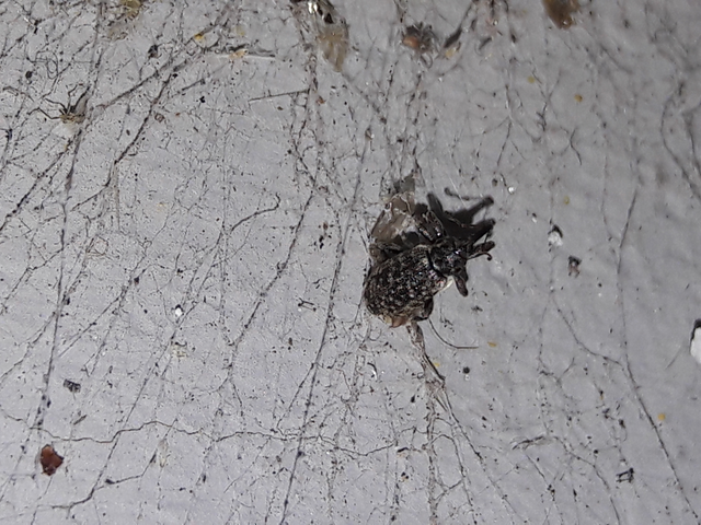 Dorytomus
