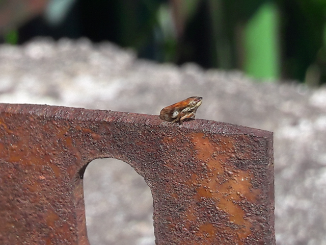Neophilaenus campestris