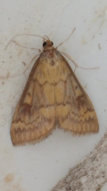 Ostrinia nubilalis - kukoricamoly