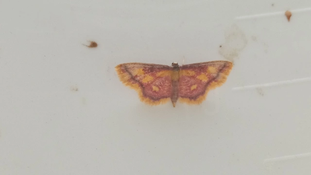 Idaea muricata - mocsári pirosaraszoló