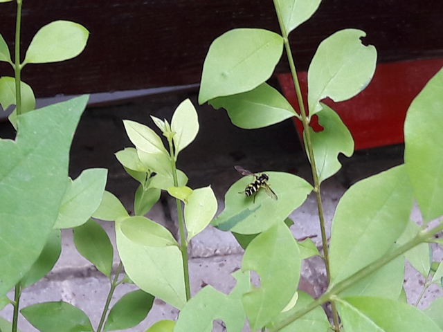 Xanthogramma
