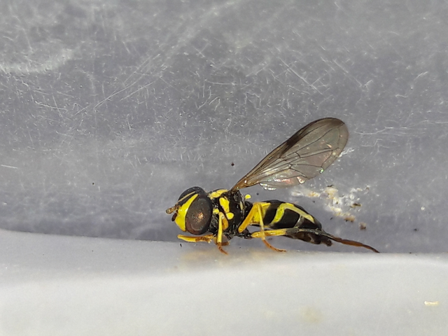 Xanthogramma