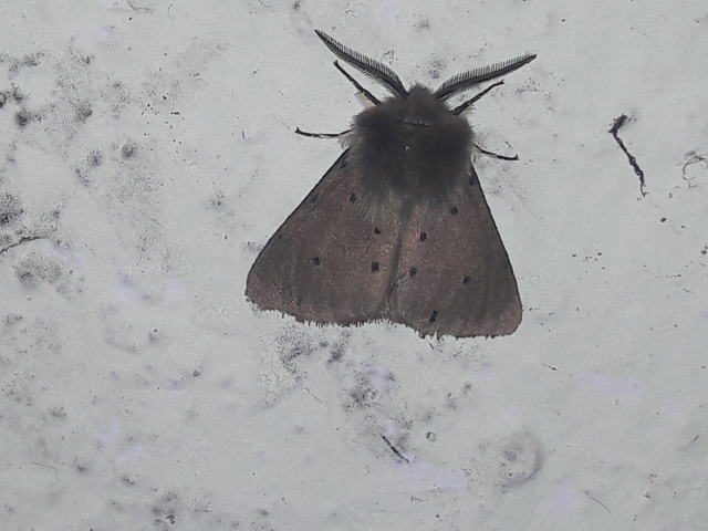 Diaphora mendica - felemás medvelepke