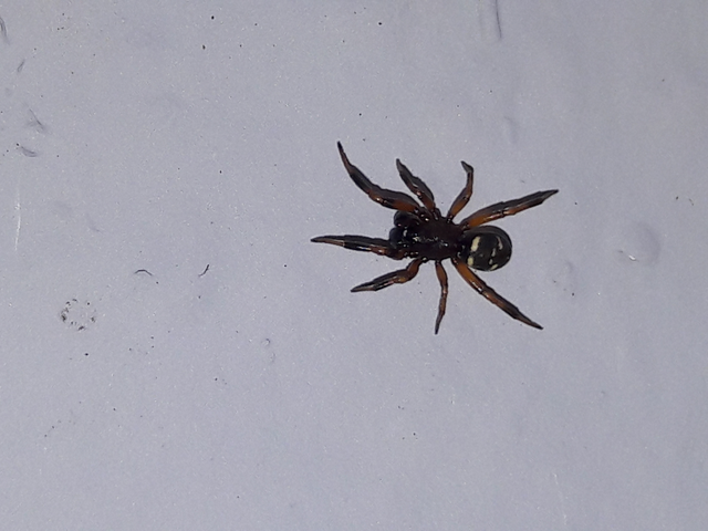 Asagena phalerata