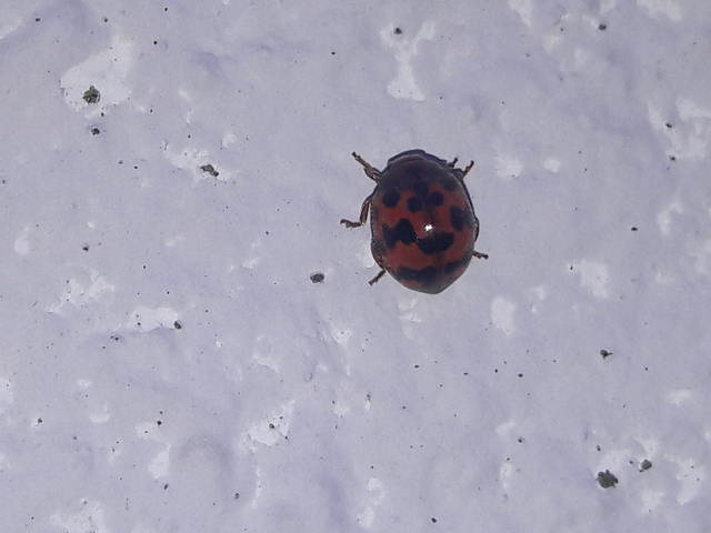 Subcoccinella vigintiquatuorpunctata - lucernaböde