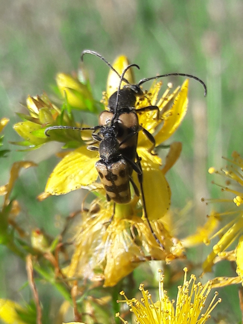Pachytodes erraticus - rajzos virágcincér