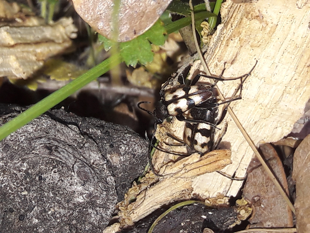 Pachytodes erraticus - rajzos virágcincér