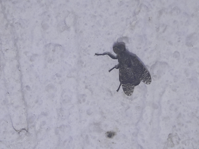 Platystoma