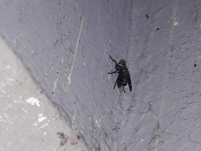 Platystoma