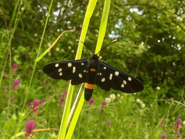 Amata phegea - fehérpettyes álcsüngőlepke