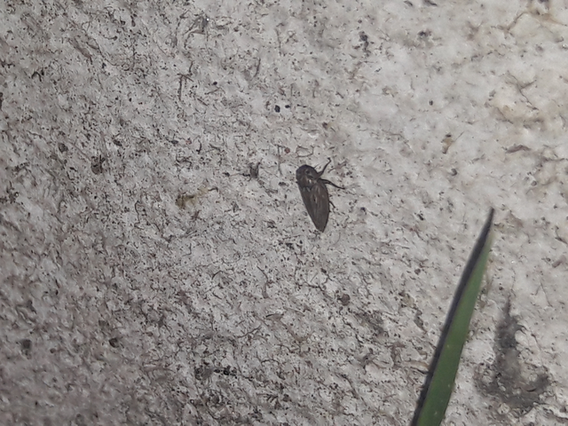 Anaceratagallia