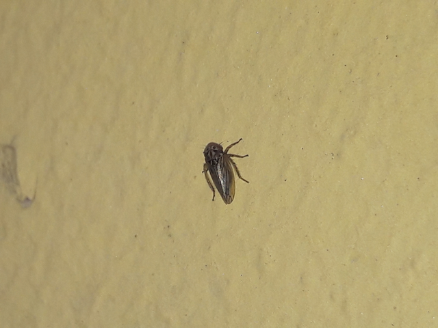 Anaceratagallia