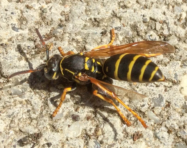 Hymenoptera - Hártyásszárnyúak
