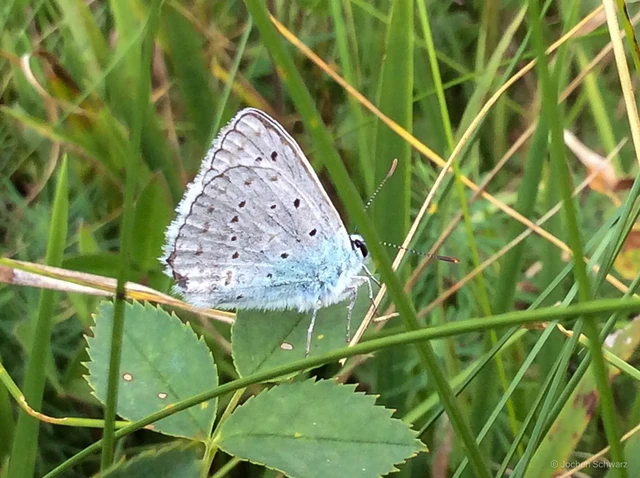 Polyommatus daphnis - csipkés boglárka