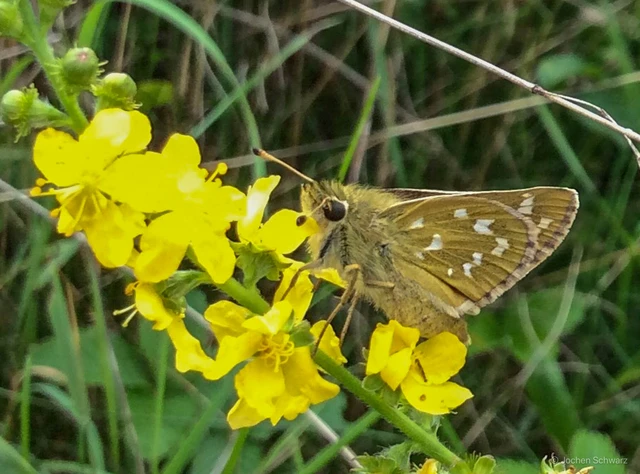 Hesperia comma - vesszős busalepke