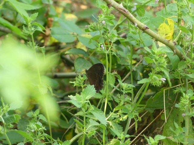 Minois dryas - fekete szemeslepke
