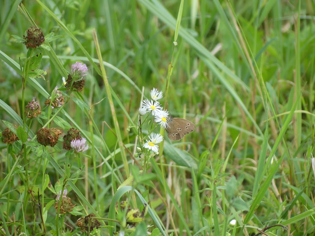 Aphantopus hyperanthus - közönséges ökörszemlepke