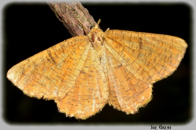 Angerona prunaria - sárga kökényaraszoló