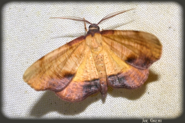 Plagodis dolabraria - baltaszárnyú araszoló