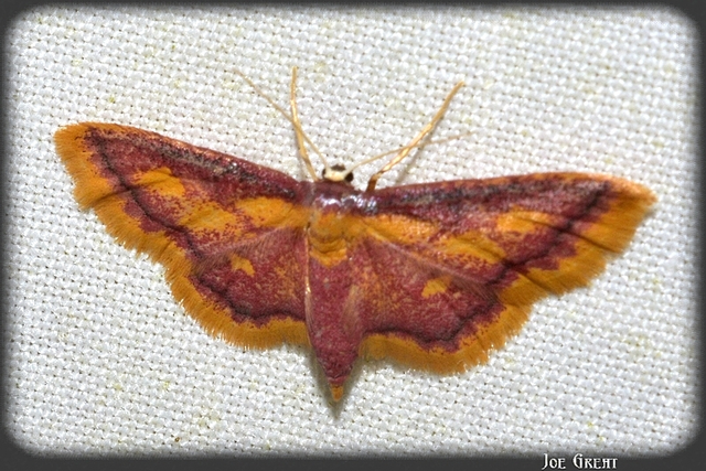 Idaea muricata - mocsári pirosaraszoló