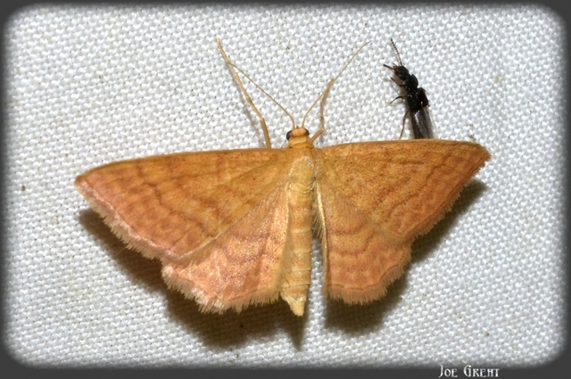 Idaea ochrata - okkerszínű sávosaraszoló
