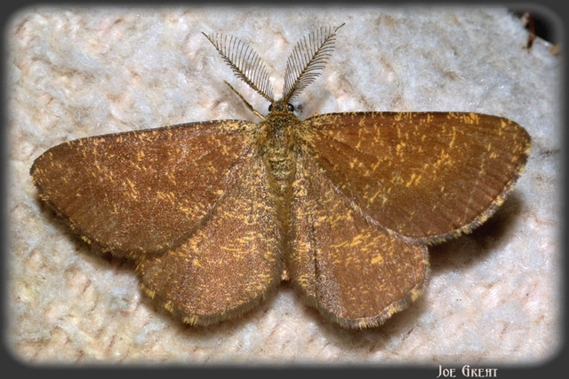 Ematurga atomaria - barna rétiaraszoló