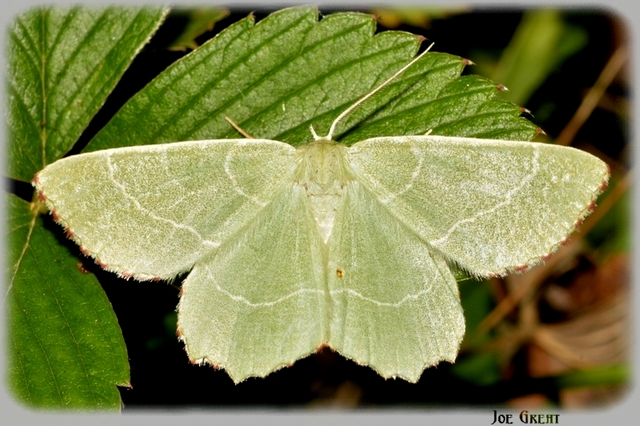 Thalera fimbrialis - csipkésszélű zöldaraszoló